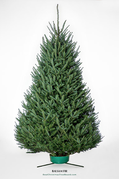 Balsam Fir Christmas trees for sale