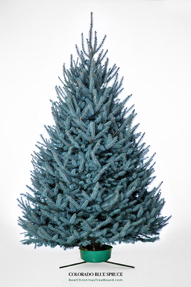 Blue Spruce Christmas trees for sale