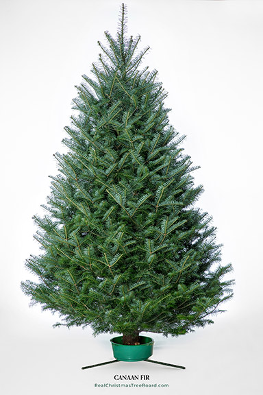 Canaan Fir Christmas trees for sale