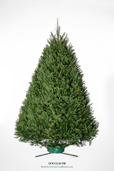 Douglas Fir Christmas Trees for sale