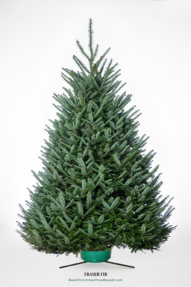 Fraser Fir Christmas trees for sale