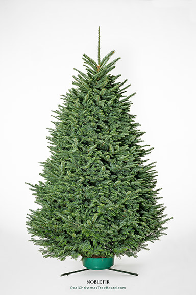 Noble Fir Christmas trees for sale